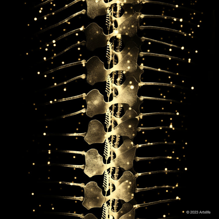 X-Ray 12